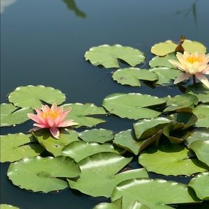 Meet your Posher, Alicia